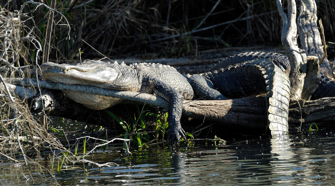 You won’t believe the size of this record-breaking alligator recently caught in Mississippi